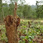 Orissa Women v The Mines